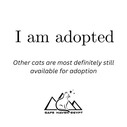 Image with the text 'I am adopted' and logo of SHE. And also that there still other cats to adopt