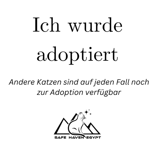 Bild mit dem Text "Ich bin adoptiert" und dem Logo von SHE. Und auch, dass es noch andere Katzen zu adoptieren gibt