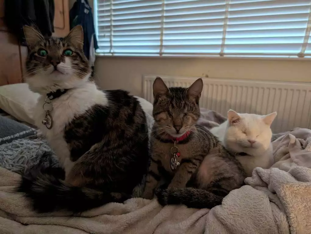 3 Katzen in einer Reihe, eine davon sieht lustig aus, zwei außerdem blinde Katzen