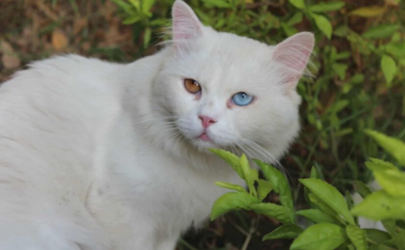 Mowgli